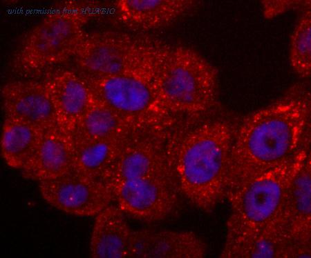 HUABIO M1701-9 image 3