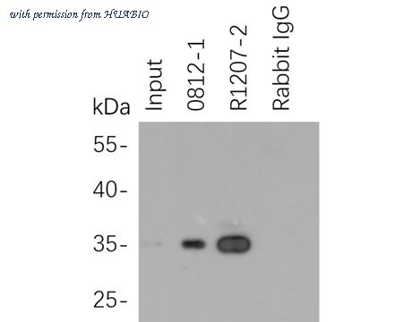 HUABIO R1207-2 image 2