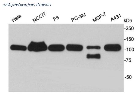 HUABIO R1210-2 image 1