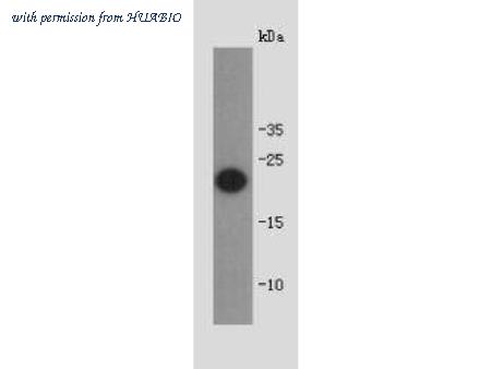 HUABIO R1305-1 image 1