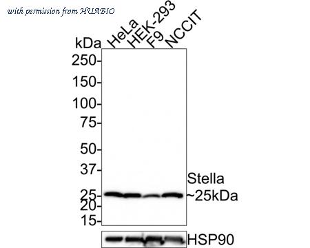 HUABIO R1306-1 image 1