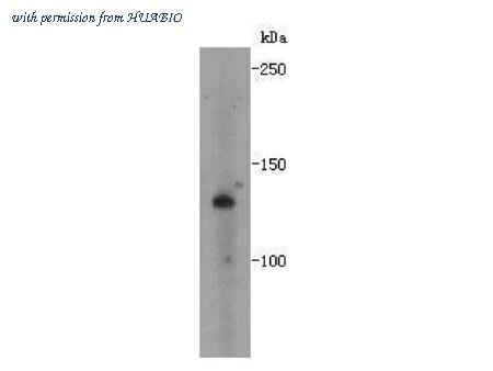 HUABIO R1306-2 image 1