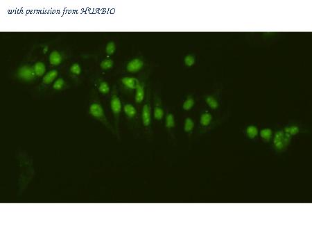 HUABIO R1307-3 image 2