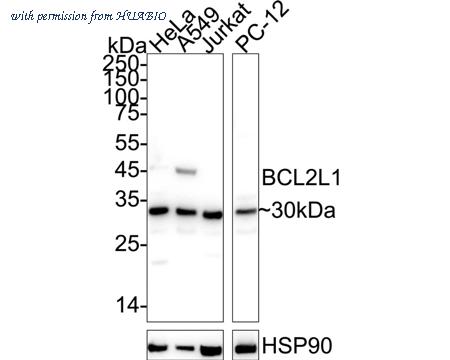 HUABIO R1308-16 image 1