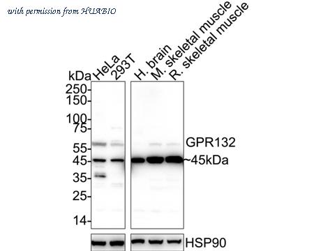 HUABIO R1308-8 image 1