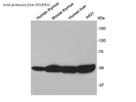 HUABIO R1309-16 image 1