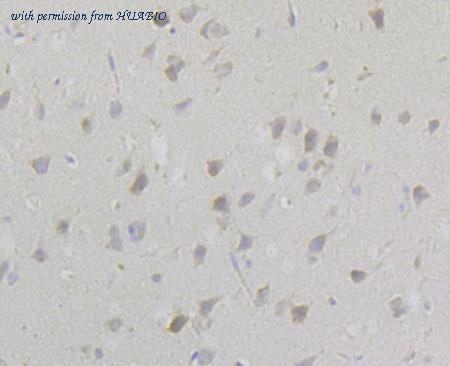 HUABIO R1309-16 image 3