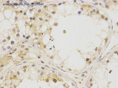 HUABIO R1309-6 image 2