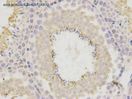 HUABIO R1309-6 image 3