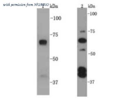 HUABIO R1309-8 image 1
