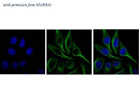 HUABIO R1309-8 image 2