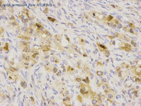 HUABIO R1309-8 image 3