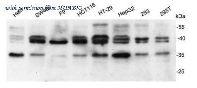 HUABIO R1310-7 image 1