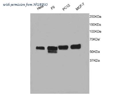 HUABIO R1311-2 image 1