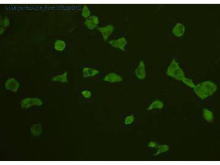 HUABIO R1311-2 image 2