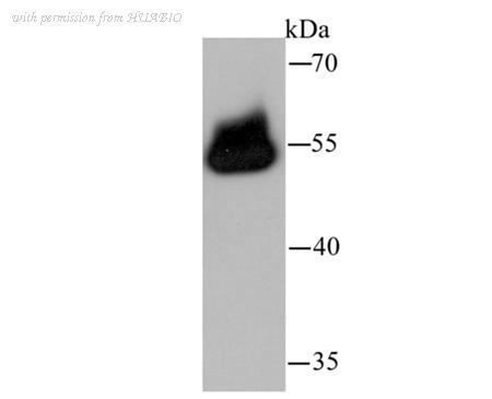 HUABIO R1311-2 image 3