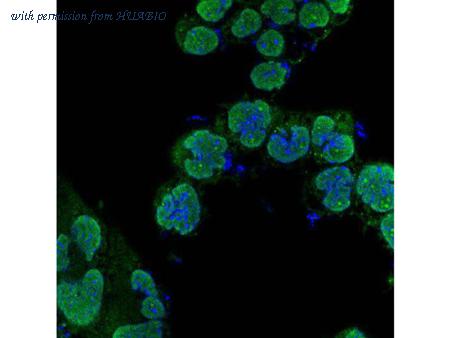 HUABIO R1311-8 image 1