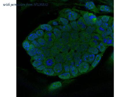 HUABIO R1311-8 image 2