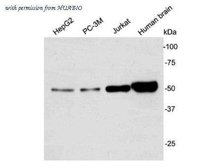 HUABIO R1312-1 image 1