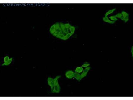 HUABIO R1312-1 image 3