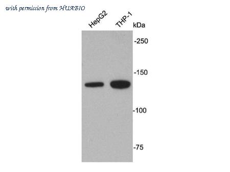 HUABIO R1312-20 image 1
