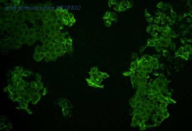 HUABIO R1402-2 image 2