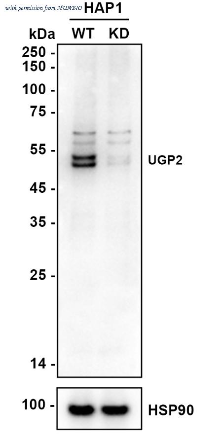 HUABIO R1404-5 image 1