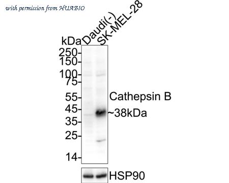 HUABIO R1407-1 image 1