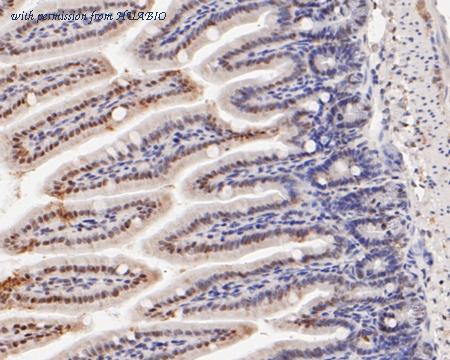 HUABIO R1408-1 image 3