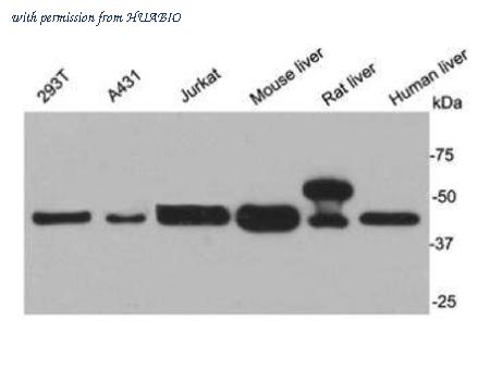 HUABIO R1408-3 image 1