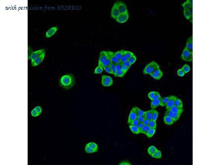 HUABIO R1408-3 image 2