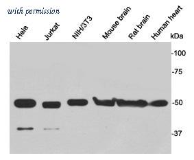 HUABIO R1411-2 image 1