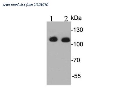 HUABIO R1411-3 image 1