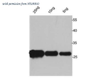 HUABIO R1412-1 image 1