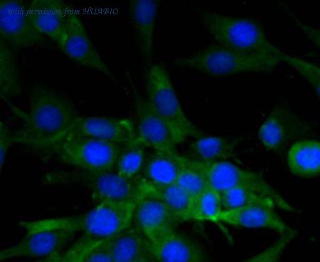 HUABIO R1510-18 image 3