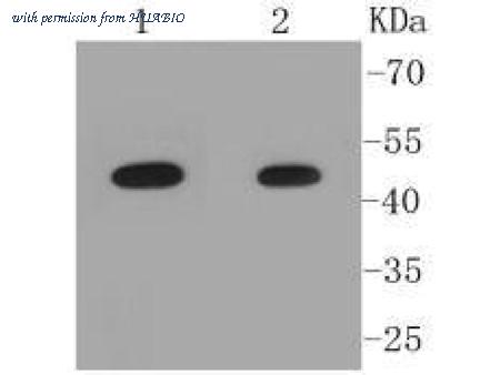 HUABIO R1510-27 image 1