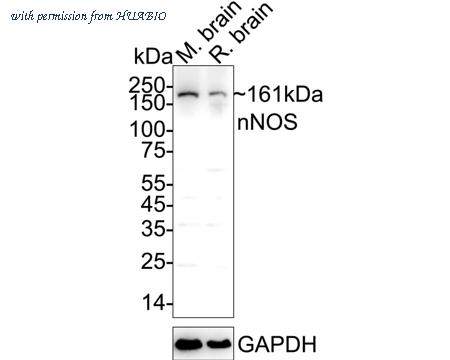 HUABIO R1510-28 image 2