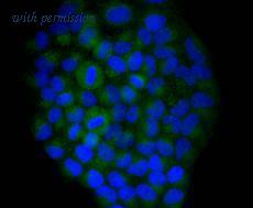 HUABIO R1510-36 image 2