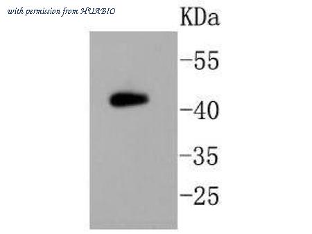 HUABIO R1510-40 image 2