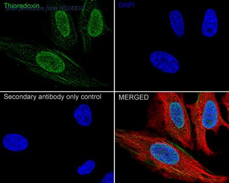 HUABIO R1511-16 image 2