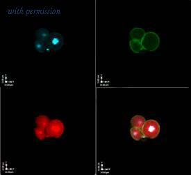 HUABIO R1511-28 image 1