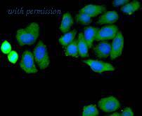 HUABIO R1511-31 image 1