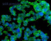 HUABIO R1511-31 image 2