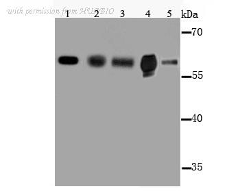 HUABIO R1511-7 image 1