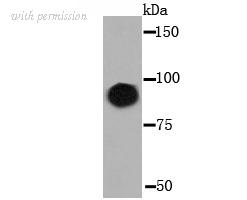 HUABIO R1512-13 image 1