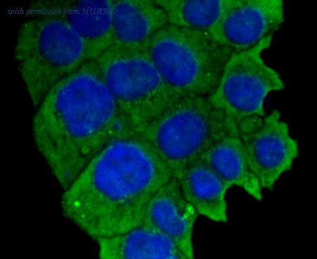 HUABIO R1512-13 image 3