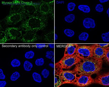 HUABIO R1512-19 image 2