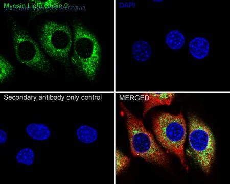 HUABIO R1512-19 image 3