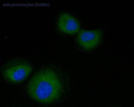 HUABIO R1512-3 image 3