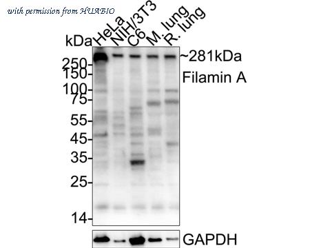 HUABIO R1601-3 image 1